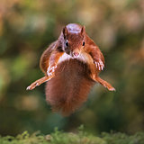 Red squirrels